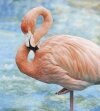 Rožinis vynas iš rožinių flamingų žemės -  vasaros naujiena iš Pietų Prancūzijos gamtos rezervato