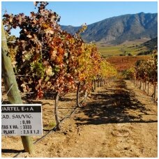 „SANTA RITA“ vyno ūkis iš Čilės - prestižiniame pasaulio vyno prekės ženklų TOP50 sąraše